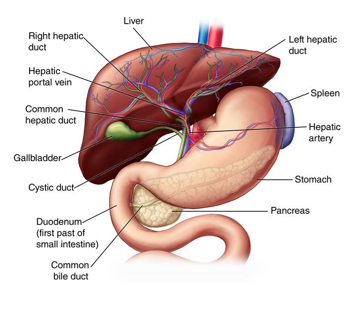 Foods To Avoid To Protect Liver