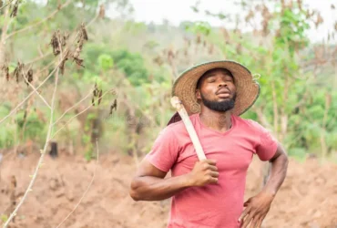 How Policy Somersaults, NiMet’s Misleading Weather Forecasts Made Nigerian Farmers To Lose N5 Trillion In 24 Months---PeacePro