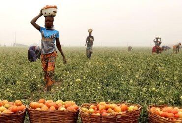 Deepening Failure In Agriculture: The N33bn Apples, Strawberries 6-Month Importation And Abandoned North Central Fertile Land