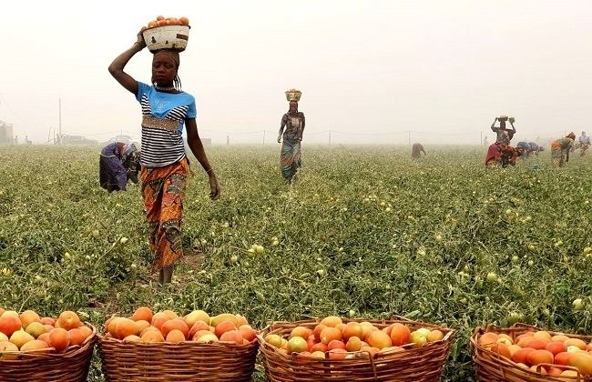 Deepening Failure In Agriculture: The N33bn Apples, Strawberries 6-Month Importation And Abandoned North Central Fertile Land